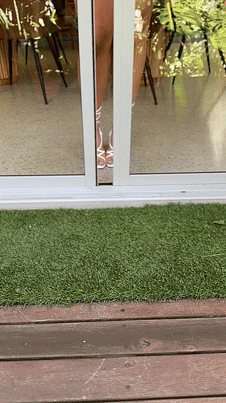 Gigantic Gazungas: A Glimpse into the World of Giant Grass'